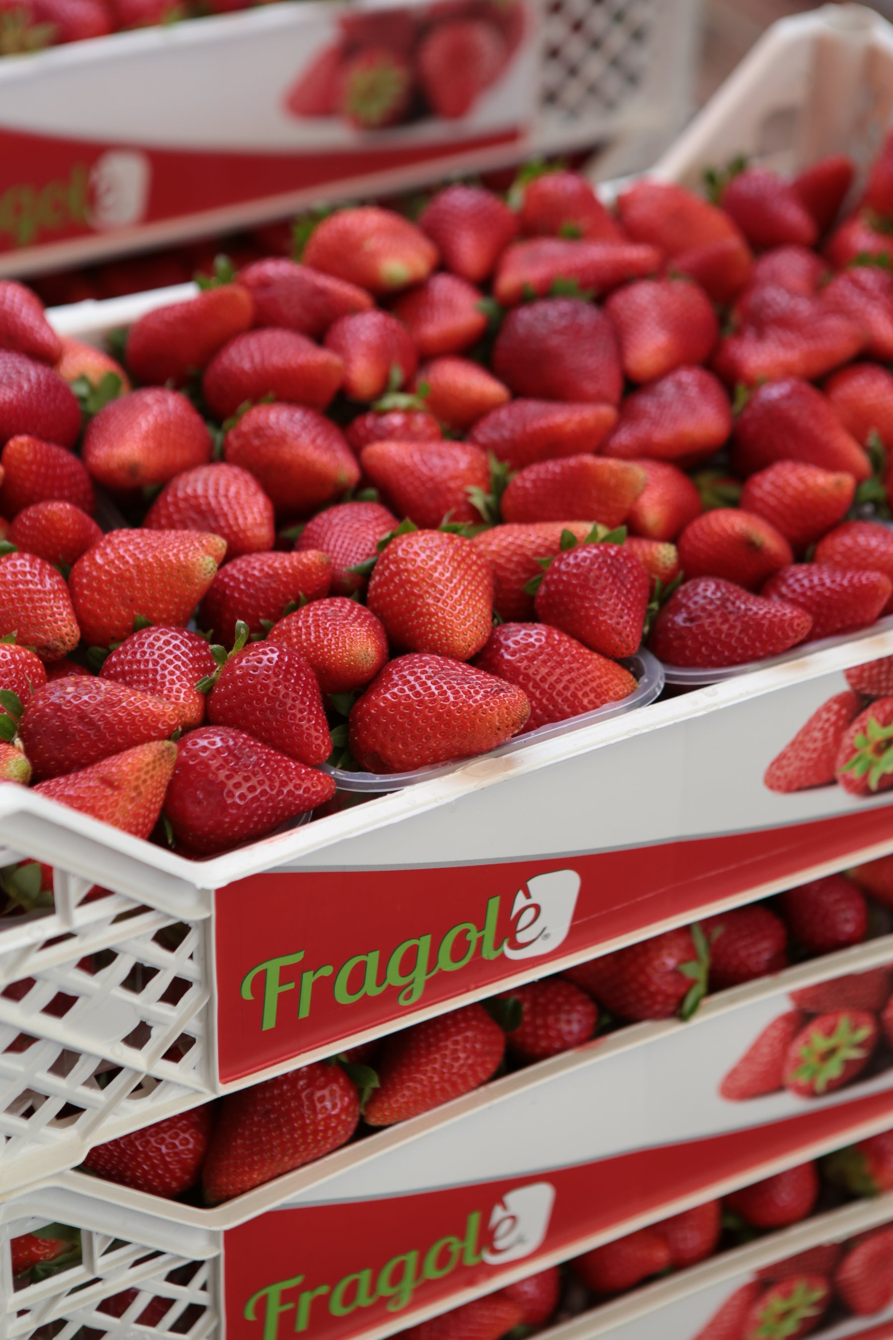Frutta e verdura selezionata per la tua attività